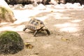 Portrait turtle walk on ground