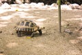 Portrait turtle walk on ground