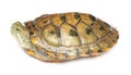 Portrait of a turtle on a white background.