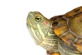 Portrait of a turtle on a white background.