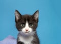 Portrait of a tuxedo kitten looking directly at viewer Royalty Free Stock Photo