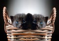 Two Adorable Black Kittens in Basket