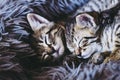 Two adorable tabby kittens sleeping on a pillow at home Royalty Free Stock Photo