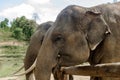 Portrait of two adult elephants in Elephant Care Sanctuary, Chiang Mai province, Thailand. Royalty Free Stock Photo