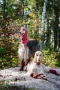 Portrait of two Afghan greyhounds, beautiful, dog show appearance. Royalty Free Stock Photo