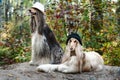 Portrait of two Afghan greyhounds, beautiful, dog show appearance. Royalty Free Stock Photo