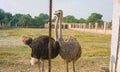 Portrait of two african ostriches Royalty Free Stock Photo