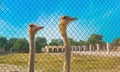 Portrait of two african ostriches Royalty Free Stock Photo