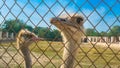 Portrait of two african ostriches Royalty Free Stock Photo