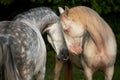 Portrait of two andalusian stallions meeting Royalty Free Stock Photo