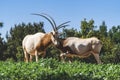 portrait of two Antelope Arabian white oryx , Scimitar-Horned Oryx ( Oryx dammah