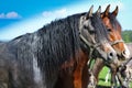 Portrait of two Arabian horses Royalty Free Stock Photo