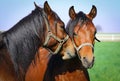 Portrait of two Arabian horses Royalty Free Stock Photo