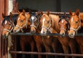 Portrait of two Arabian horses