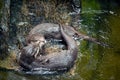 Two Asian small clawed otters aonyx cinerea playing into a pool. Royalty Free Stock Photo