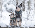 Portrait of two australian cattle dogs or blue heelers: adult and puppy. Pets at winter