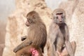 Portrait of two baboons back to back Royalty Free Stock Photo