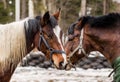 Portrait of two stallions playing and fighting in winter against the forest