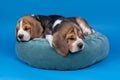 Portrait of two beagle dog pups lying on a blue cushion isolated against blue background Royalty Free Stock Photo