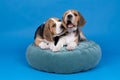 Portrait of two beagle dog pups lying on a blue cushion isolated playing against blue background Royalty Free Stock Photo