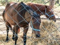 Portrait of two beautiful breeding brown horses eating hay in paddock. Feeding of riding horses