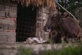 Portrait of two beautiful cows, mother and kid sitting in the barn in spring season. Animal from the farm Royalty Free Stock Photo