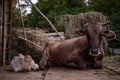 Portrait of two beautiful cows, mother and kid sitting in the barn in spring season. Animal from the farm Royalty Free Stock Photo