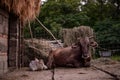 Portrait of two beautiful cows, mother and kid sitting in the barn in spring season. Animal from the farm Royalty Free Stock Photo