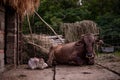 Portrait of two beautiful cows, mother and kid sitting in the barn in spring season. Animal from the farm Royalty Free Stock Photo