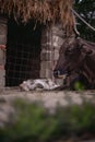 Portrait of two beautiful cows, mother and kid sitting in the barn in spring season. Animal from the farm Royalty Free Stock Photo