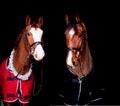 Portrait of two beautiful horses on black background Royalty Free Stock Photo