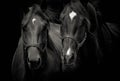Two horses close-up portrait isolated on black. Royalty Free Stock Photo