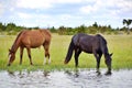 Portrait of two beautiful horses in a lush meadow drinking water from a pond Royalty Free Stock Photo