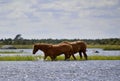 Portrait of two beautiful horses in a lush meadow drinking water from a pond Royalty Free Stock Photo