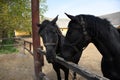 Beautiful Hungarian Gidran horses and foals in a barn Royalty Free Stock Photo