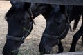 Beautiful Hungarian Gidran horses and foals in a barn Royalty Free Stock Photo