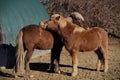 portrait of two beautiful icelandic horses grooming together