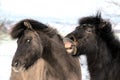 portrait of two beautiful icelandic horses playing together wild Royalty Free Stock Photo