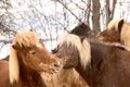 portrait of two beautiful icelandic horses playing together wild Royalty Free Stock Photo