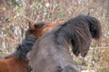 portrait of two beautiful icelandic horses playing together wild Royalty Free Stock Photo