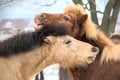 portrait of two beautiful icelandic horses playing together wild Royalty Free Stock Photo