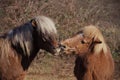 portrait of two beautiful icelandic horses playing together wild Royalty Free Stock Photo