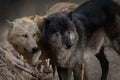 Portrait of a two beautiful northwestern wolf