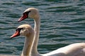 Portrait of two beautiful swans swimming on the surface of a lake Royalty Free Stock Photo