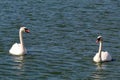 Portrait of two beautiful swans swimming on the surface of a lake Royalty Free Stock Photo