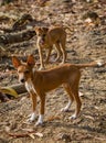 Portrait of two beautiful young mixed race stray dogs in Sierra Leone, Africa Royalty Free Stock Photo