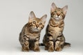 Portrait of Two Bengal Kitten Sitting on White Background Royalty Free Stock Photo