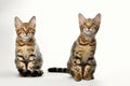 Portrait of Two Bengal Kitten Sitting on White Background Royalty Free Stock Photo