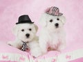 Portrait of two Bichon Frise puppies