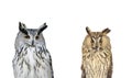 portrait of two birds owls on white background Royalty Free Stock Photo